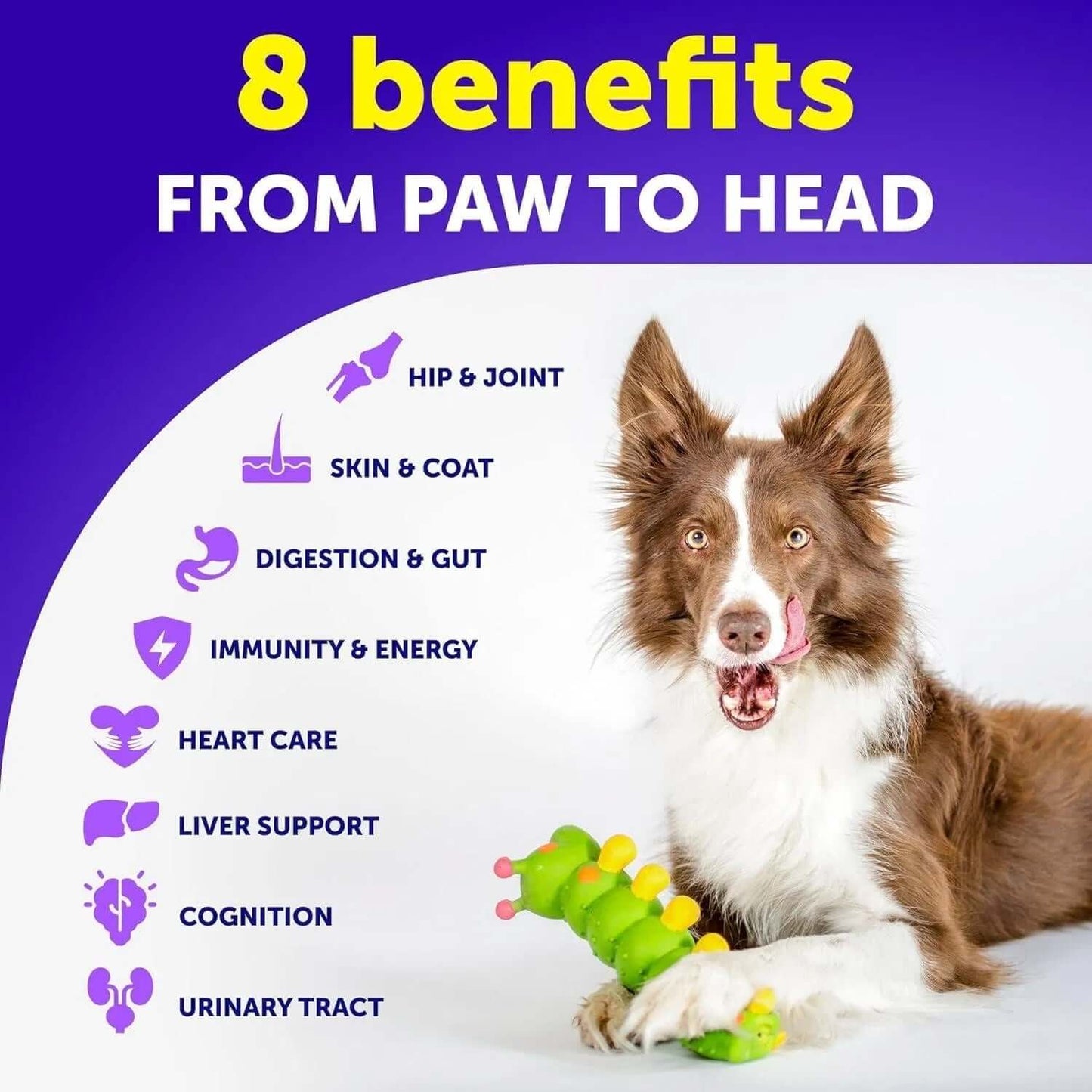 Dog showing benefits of health multivitamins including hip, joint, skin, coat, digestion, energy, heart care, and cognition.